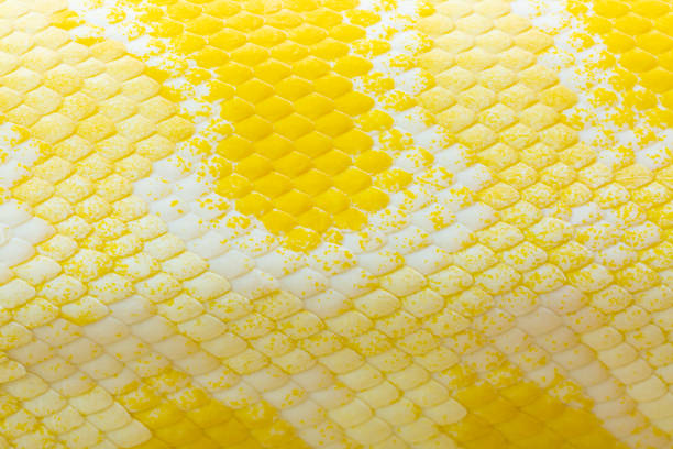 istock Golden python scale texture,close up view of golden python (Python bivittatus) skin texture,Scales of a golden python ,Texture. The skin of a live yellow snake with white stripes. Gold reticulated python 1368249907