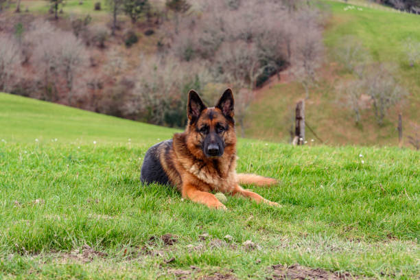 german shepherd dog lying on the grass in the middle of a large meadow, in the background the forest in winter, like a sphinx with an old tennis ball in front of his hands and staring at the camera, serious, with his mouth closed, his ears pricked , calm and relaxed but expectant perro pastor alemán acostado en la hierba en medio de un gran prado, al fondo el bosque en invierno, como una esfinge con una vieja pelota de tenis frente a sus manos y mirando a la cámara, serio, con la boca cerrada, las orejas pinchadas, tranquilo