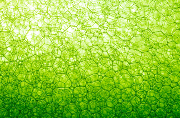 близкое расстояние зеленого пузыря, пузырь, днк, капля, жидкость, медицина, пена пузырь из мыла или шампуня мытья, польша, биохимия, биотехно� - soap sud bubble textured water стоковые фото и изображения