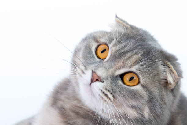 istock Scottish Fold cat, 9 and a half months old, sitting in front of white background 1368250776