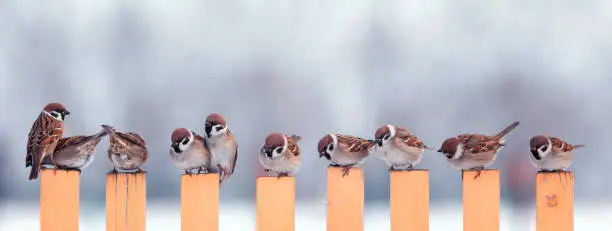 Photo of panoramic photo a flock of small birds sparrows sitting on a fence in a garden in the village