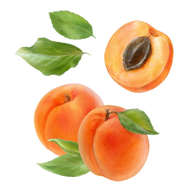 ilustrações, clipart, desenhos animados e ícones de damascos com folhas, conjunto de ilustração de aquarela - nectarine