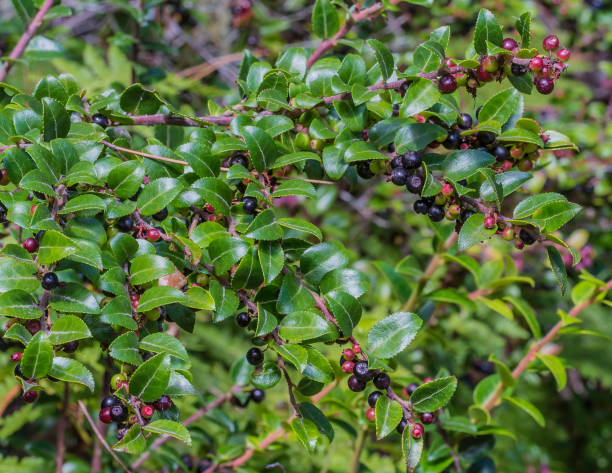 Vaccinium ovatum is a North American species of flowering shrub known by the common names evergreen huckleberry, winter huckleberry and California huckleberry. stock photo