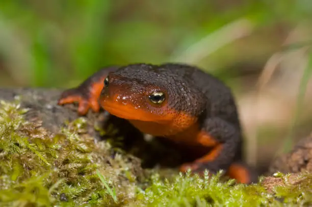 Rough Skinned Newt, Taricha granulosa, Van Damme State Park on the Northern California Coast; Chordata, Amphibia, Urodela, Salamandridae. A North American newt known for the strong toxin exuded from its skin. rough-skinned newt.