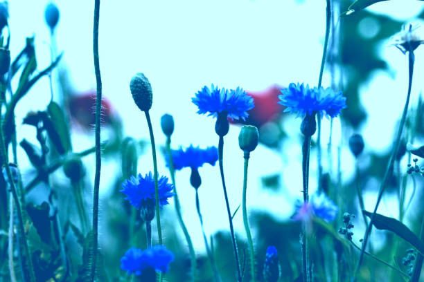 istock Cornflowers horizontal photo shade photo light Centaurea cyanus wild flower 1368256243