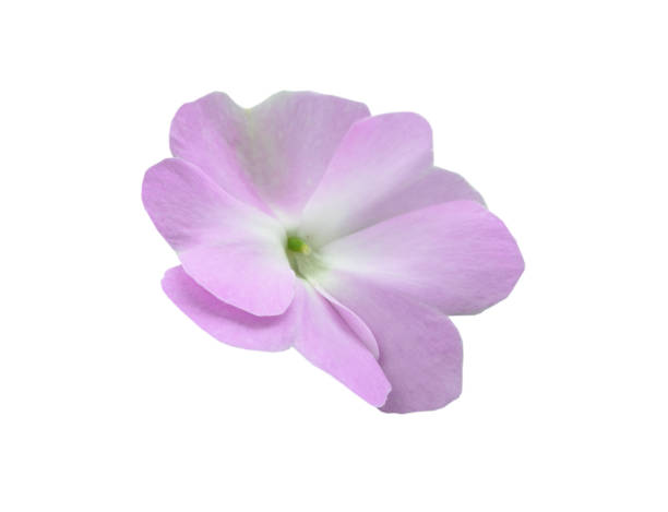 istock Purple busy lizzy flower isolated on white 1368256407