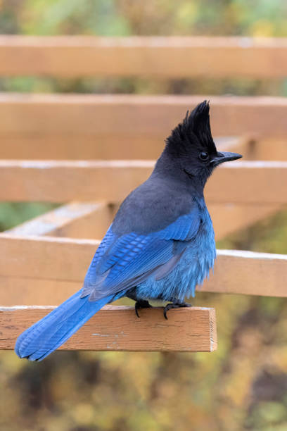 Blue Stellers jay Steller's jay bird at Vancouver BC Canada jay stock pictures, royalty-free photos & images