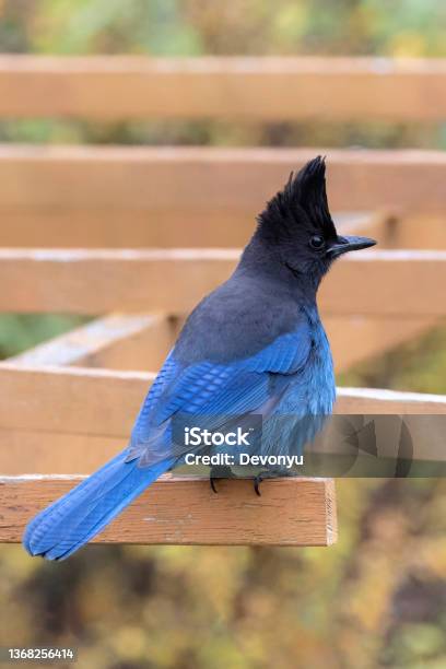 Blue Stellers Jay Stock Photo - Download Image Now - Jay, Animal, Bird
