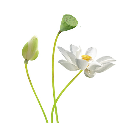 A isolated beautiful white lotus(water lily) flower in white