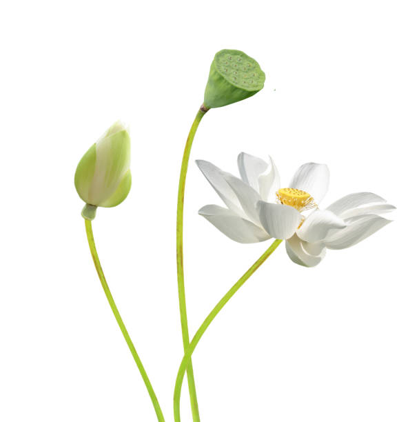 белый лотос (водяная лилия) цветок в белом - lotus water lily water flower стоковые фото и изображения