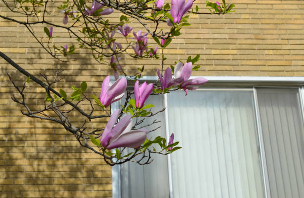 A blooming magnolia home garden