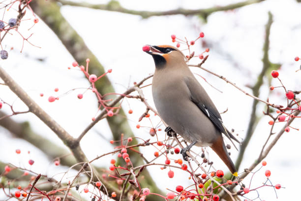 istock Bohemian Waxwing bird 1368256722