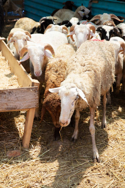 istock Resting dairy goats in a barn 1368256886