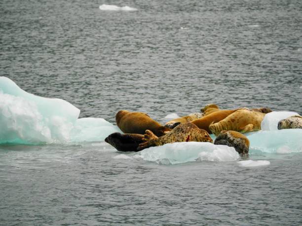 istock Steller Sea Lions 1368257634