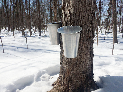 Water buckets hanging on maple trees to collect water to be used to make maple syrup at a traditional sugar bush in springtime