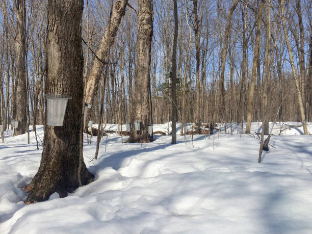 istock Traditional Maple Production at a Sugar Bush in Springtime 1368258860
