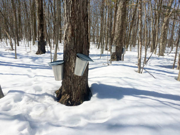 istock Traditional Maple Production at a Sugar Bush in Springtime 1368259112