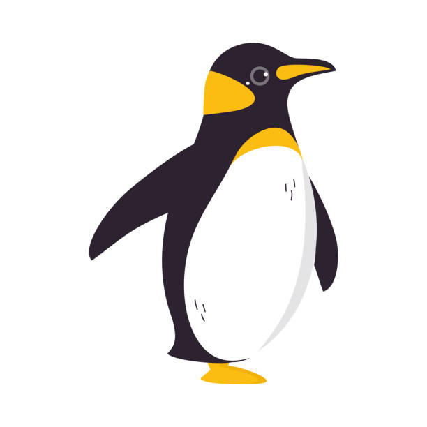 Funny Emperor Penguin as Aquatic Flightless Bird with Flippers Waddling Vector Illustration Funny Emperor Penguin as Aquatic Flightless Bird with Flippers Waddling Vector Illustration. Cute Arctic Animal with Yellow Breast and White Belly as Marine Habitant Concept penguin stock illustrations