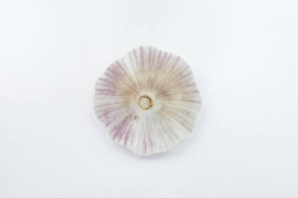 istock Head of garlic (Allium sativum) with its units still in the bulb 1368259589
