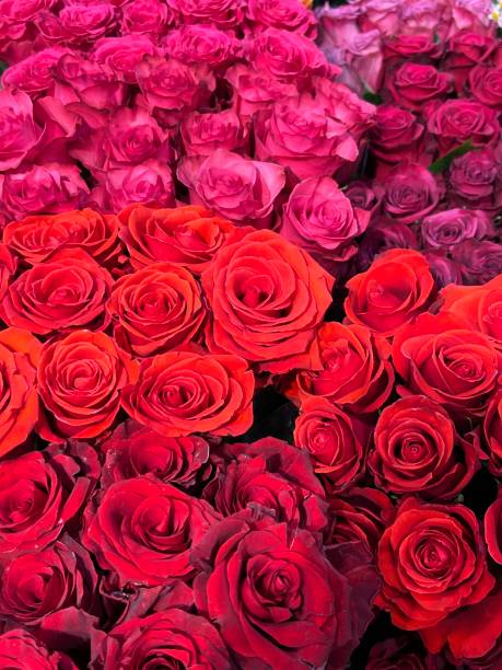 istock Various red roses for Valentine's Day 1368260325