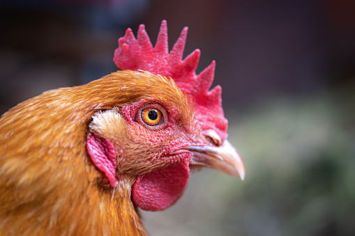 portrait of a chicken close-up, hen's eye macro.