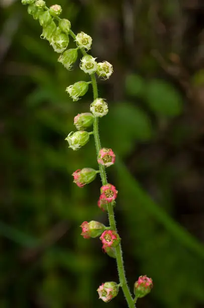 Fringe Cups, fringecups or bigflower tellima, Tellima grandiflora, Russian Gulch State Park on the Northern California Coast; Family Saxifragaceae.