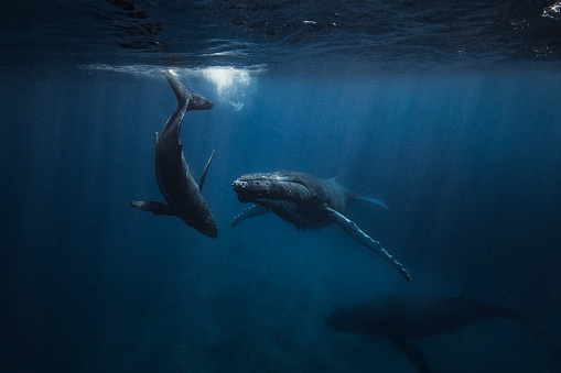 Una ballena jorobada y su cría nadando bajo la superficie del océano photo