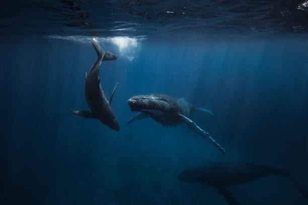 una ballena jorobada y su cría nadando bajo la superficie del océano - protección de fauna salvaje fotografías e imágenes de stock