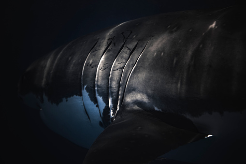 Close up of gills on Great White Shark in dark ocean waters