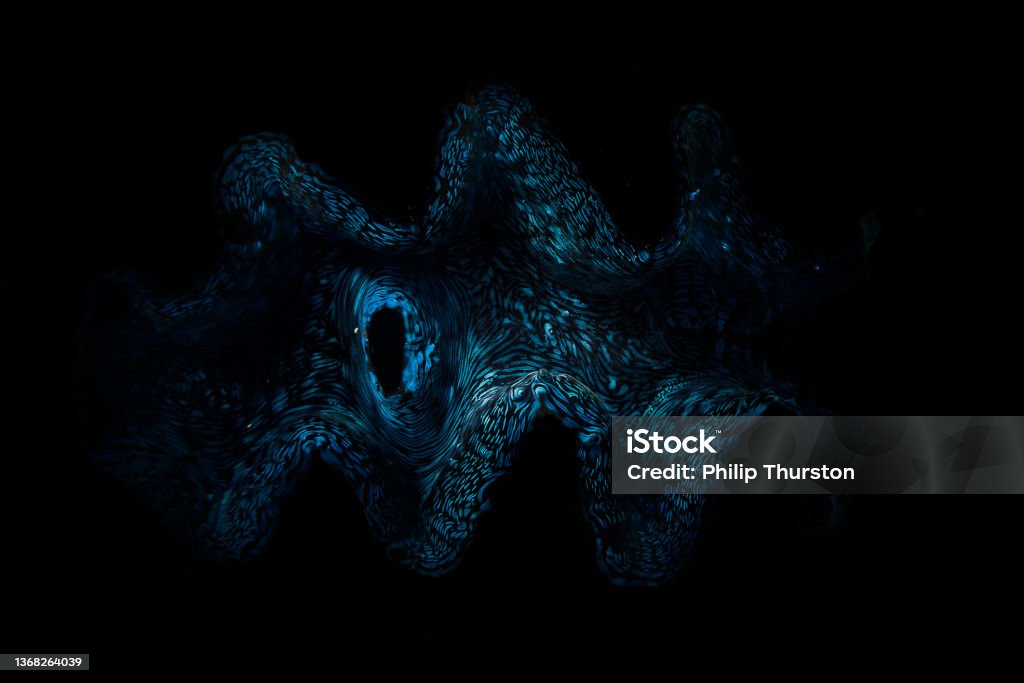 Darkly lit turquoise blue coral reef Dark lit turquoise blue coral reef on oceans floor Dark Stock Photo