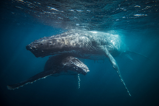 Motherly image of Humpback whale sheltering her calf in clear blue ocean water