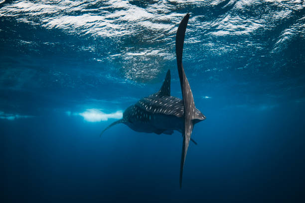 Rear view of Whale Shark swimming towards light at oceans surface Rear view of Whale Shark swimming towards light at oceans surface whale shark photos stock pictures, royalty-free photos & images