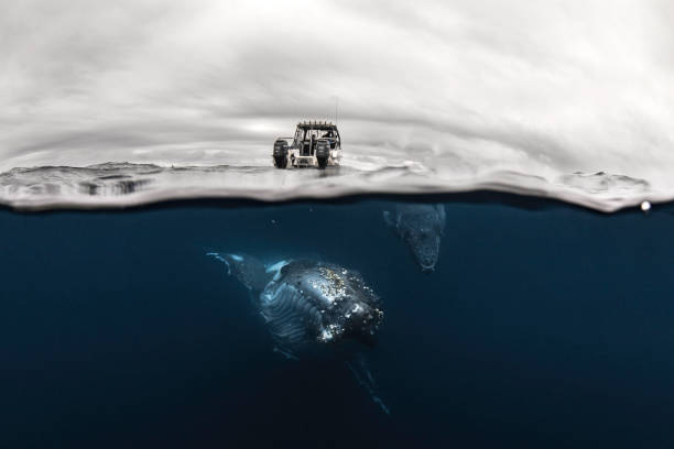 scatto diviso delle megattere che nuotano sotto la barca nell'oceano - wild water foto e immagini stock