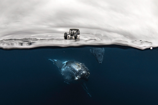 Split shot of Humpback Whales swimming beneath boat in the ocean