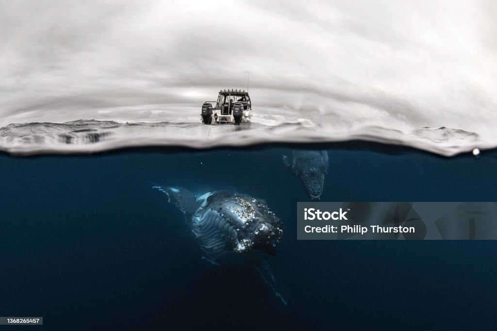 Split shot of Humpback Whales swimming beneath boat in the ocean Underwater Stock Photo
