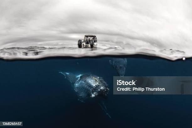Split Shot Of Humpback Whales Swimming Beneath Boat In The Ocean Stock Photo - Download Image Now