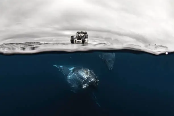 Photo of Split shot of Humpback Whales swimming beneath boat in the ocean