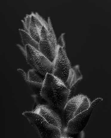 Flowers on a black background monochrome image.
