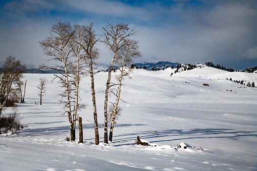 Winter in Yellowstone with bare aspen trees gracing the scene in Lamar Valley in Yellowstone National Park on the border of Wyoming and Montana. Closest cities are Bozeman and Billings Montana. Close towns are Gardiner and Cooke City, Montana.