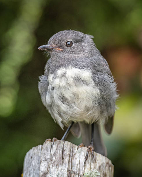 istock Portrait of a South Island Robin (kakaruwai) 1368267335