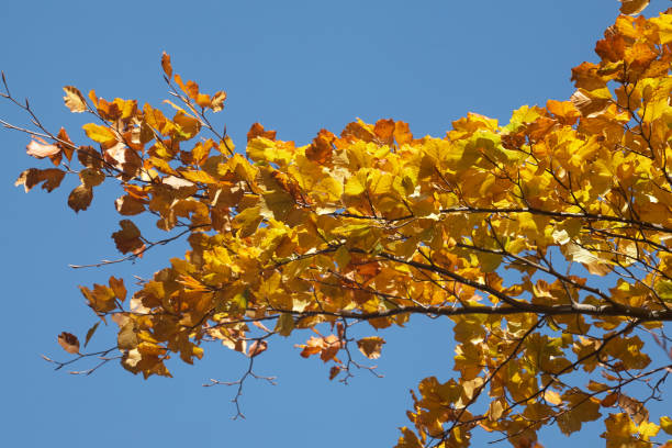 forest of beech and fir trees in autumn - landscape fir tree nature sunrise imagens e fotografias de stock