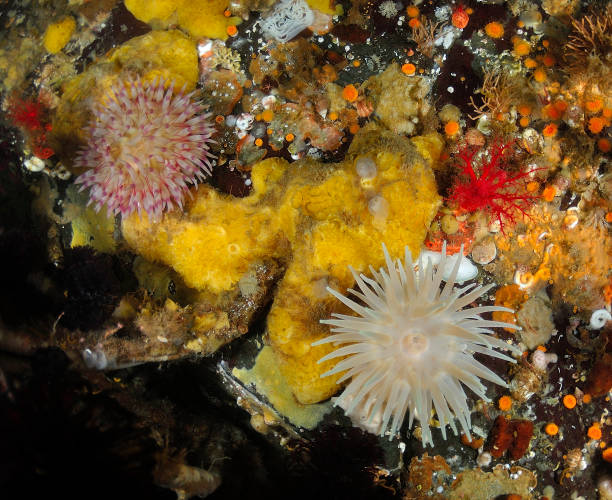 Two sea anemones stock photo