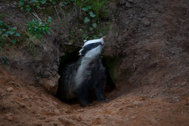 Badger, scientific name: Meles Meles.  Wild, native badger emerging from the badger sett and sniffing the air for danger.