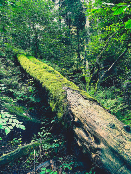 istock An old and overgrown tree trunk in the Black Forest in Germany. 1368270037