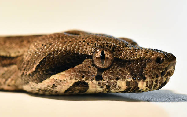 uma jiboia perigosa - snake boa python boa constrictor - fotografias e filmes do acervo