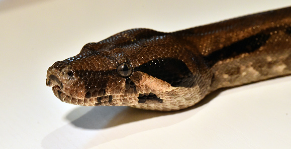 A head of big boa constrictor
