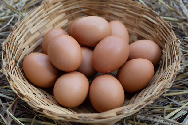 istock Fresh organic eggs in a straw nest 1368270198