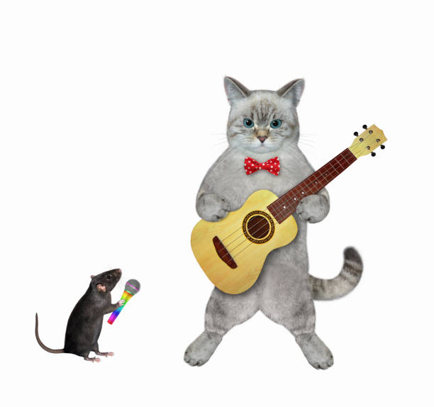 istock Cat ashen plays the acoustic guitar 2 1368271422