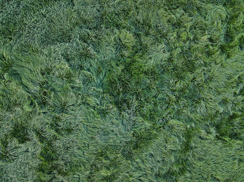 Natural long grass like fescue grass, drone shot, untouched, very high resolution and sharpness for cutting, background, banner, composing and more. Long grass churned up by the wind, taken with a drone. Neutral very high resolution photo with 8000x6000px - suitable for further cropping, Ideal for text, banner, background and large format prints.