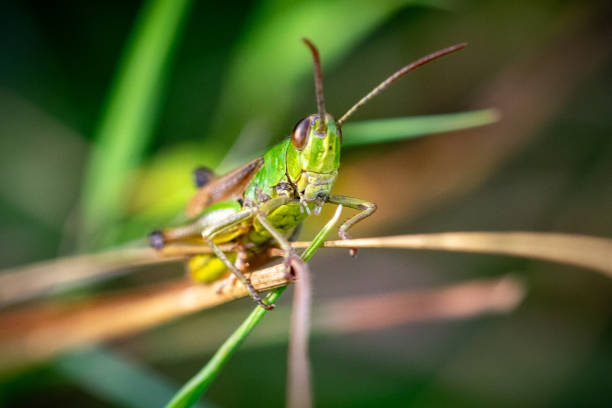 funil de grama verde - grasshopper - fotografias e filmes do acervo